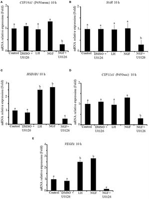 β-NGF Stimulates Steroidogenic Enzyme and VEGFA Gene Expression, and Progesterone Secretion via ERK 1/2 Pathway in Primary Culture of Llama Granulosa Cells